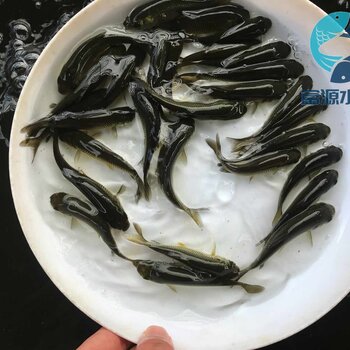 江西鷹潭黑鯇魚苗出售江西南昌青魚苗批發